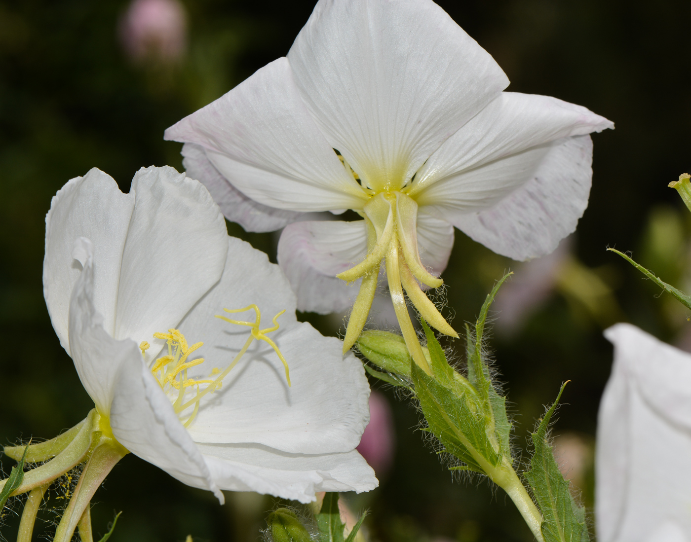 Image of Oenothera pallida specimen.