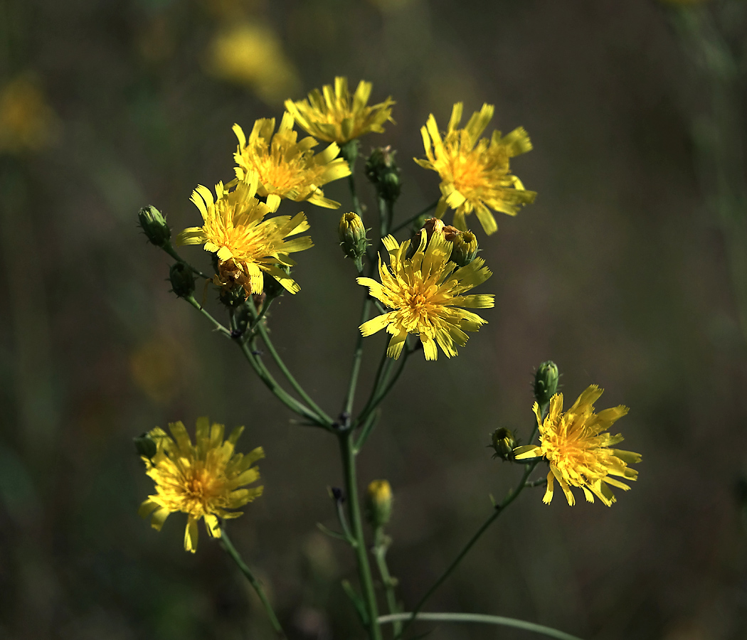 Image of Hieracium umbellatum specimen.