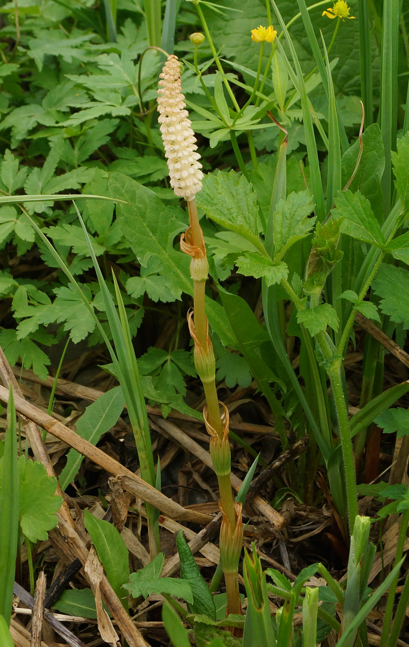 Изображение особи Equisetum sylvaticum.