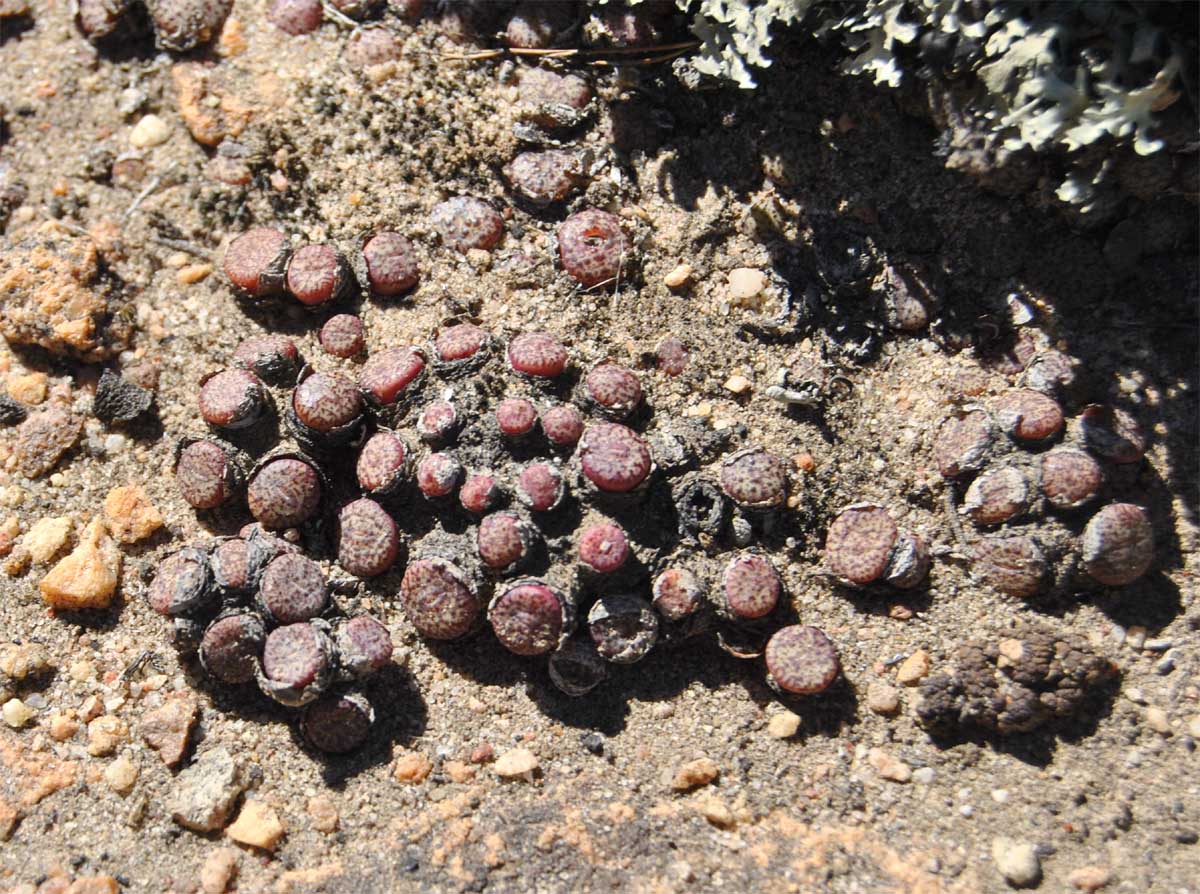 Image of Conophytum minusculum specimen.