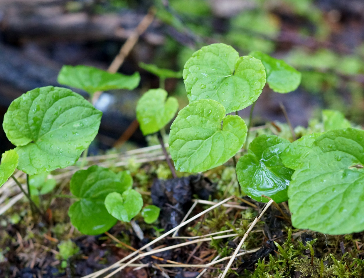 Image of Viola epipsiloides specimen.