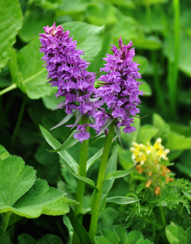 Изображение особи Dactylorhiza euxina.