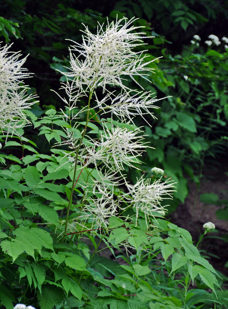 Image of Aruncus sylvestris specimen.