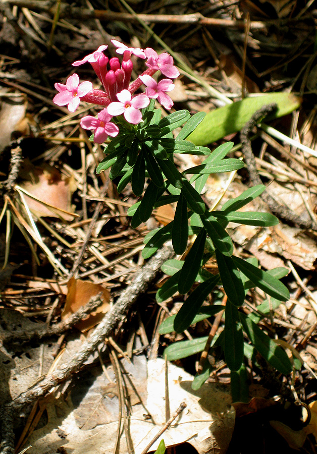 Image of Daphne cneorum specimen.