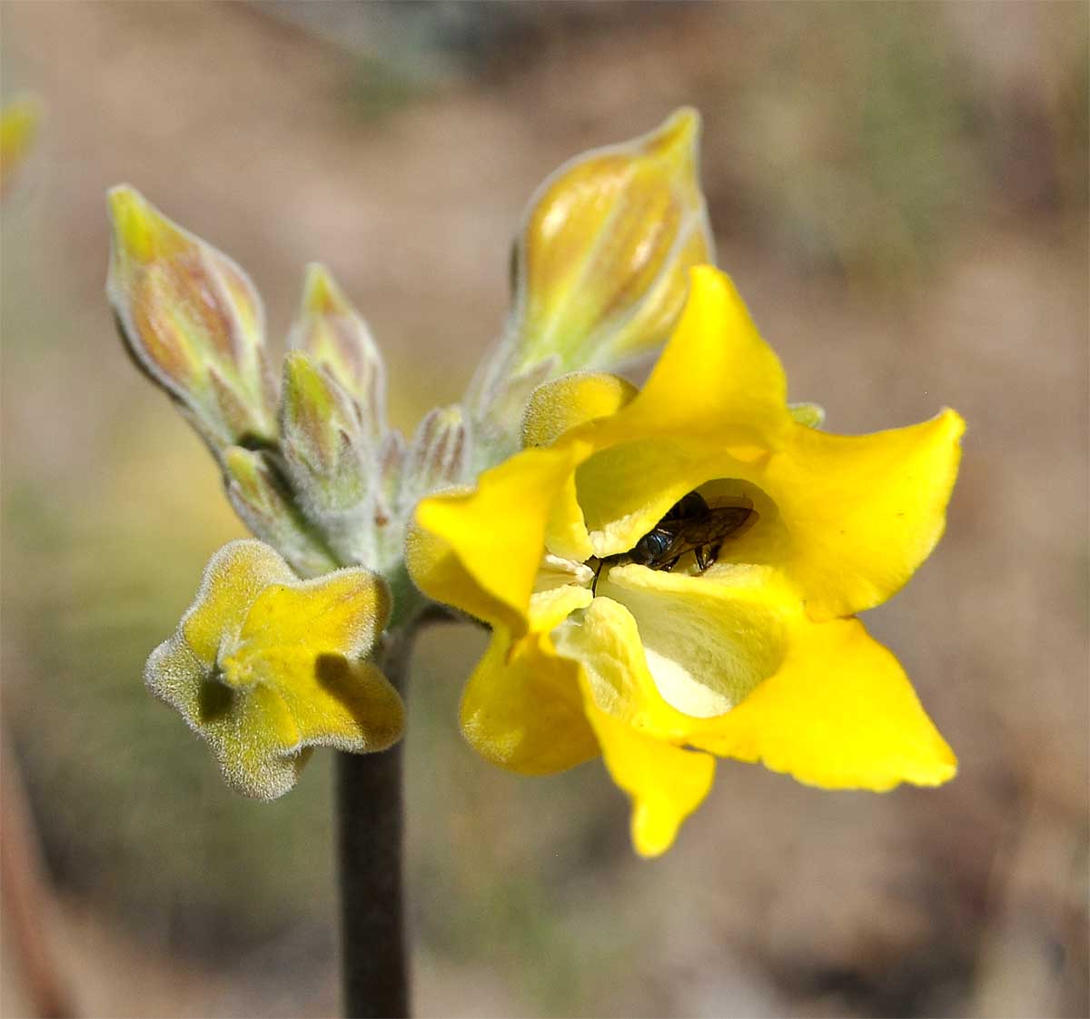 Image of Pachypodium horombense specimen.