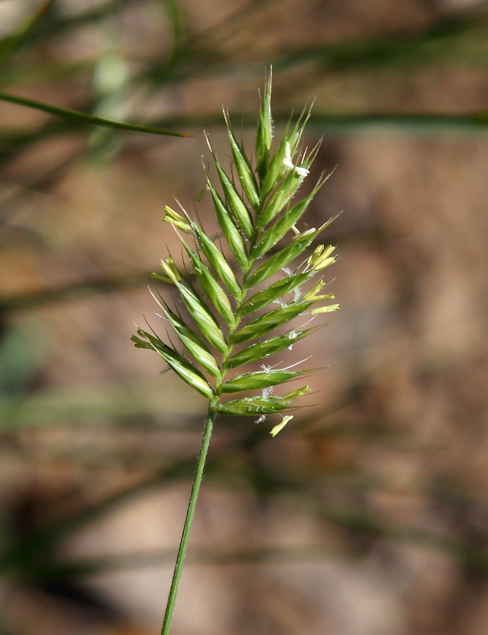 Изображение особи Agropyron cristatum.