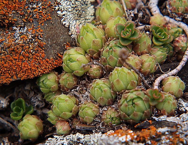 Image of Sempervivum pumilum specimen.