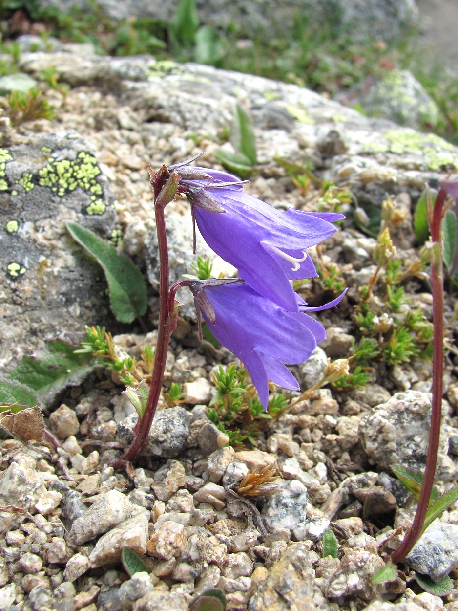 Image of Campanula collina specimen.