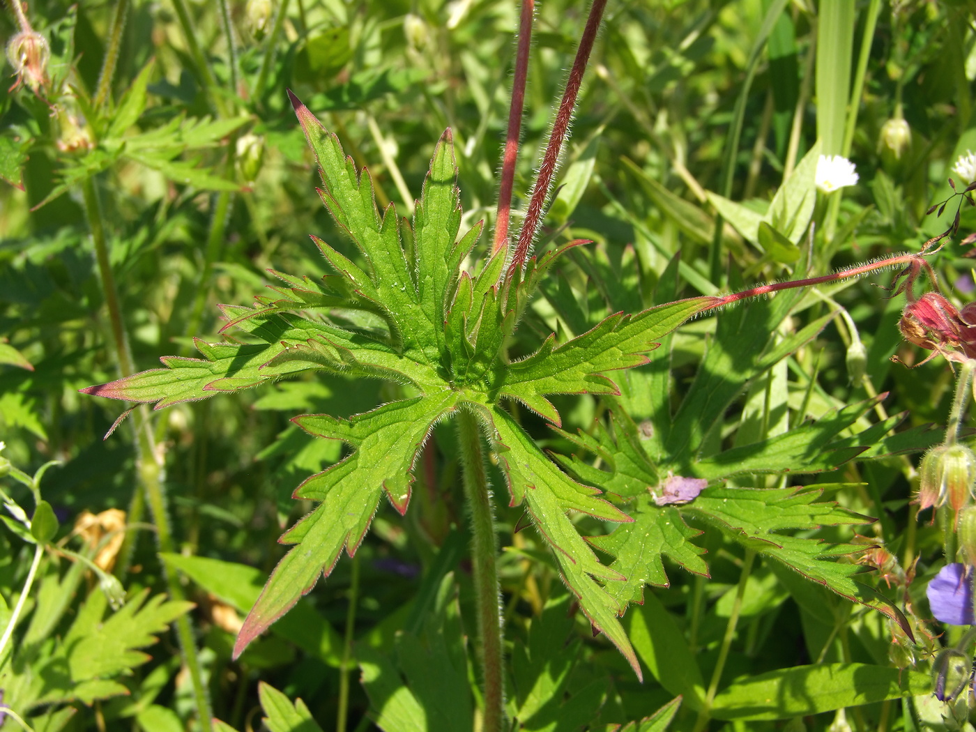 Image of Geranium pratense specimen.