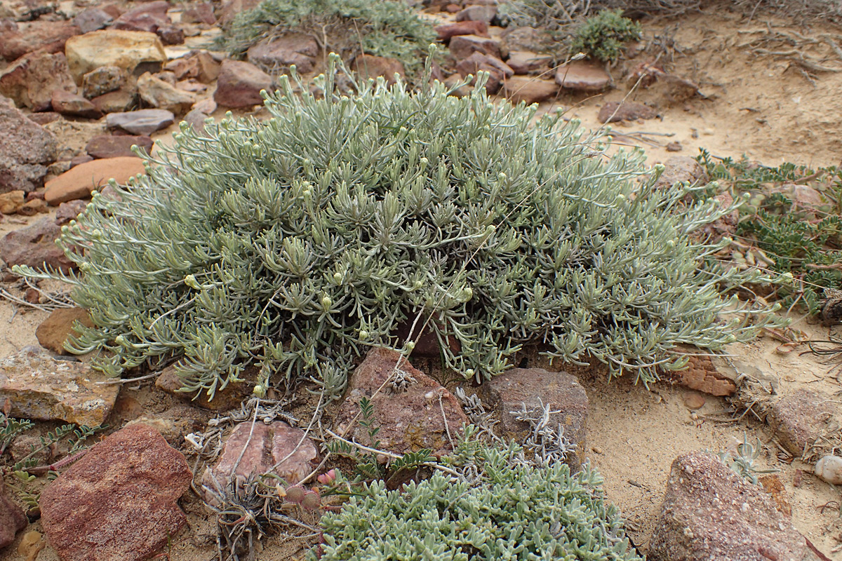 Image of Helichrysum stoechas ssp. barrelieri specimen.