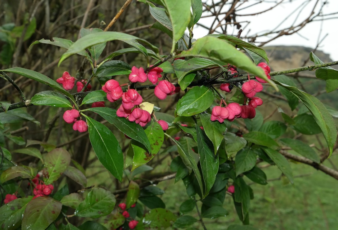 Image of Euonymus europaeus specimen.