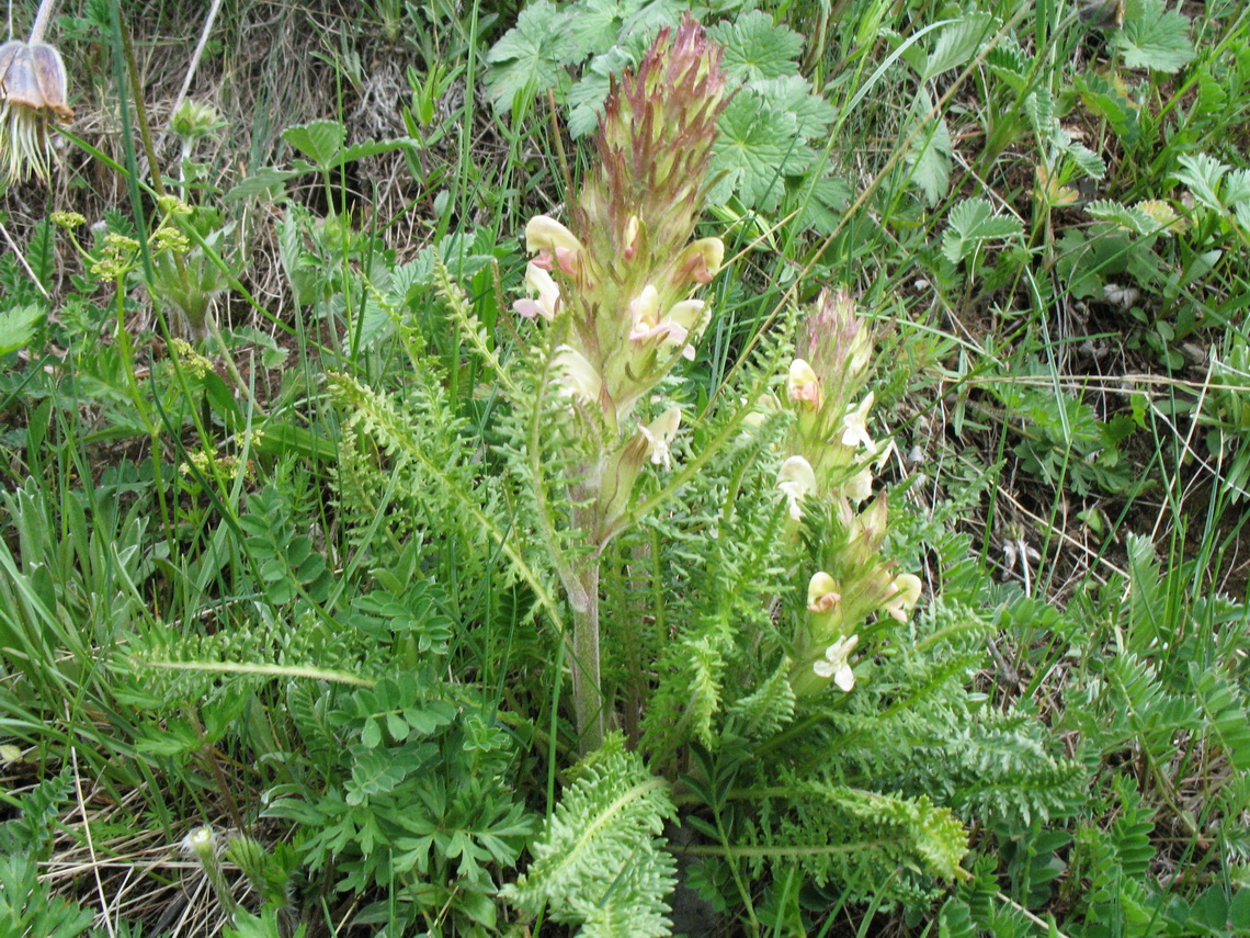 Image of Pedicularis dubia specimen.