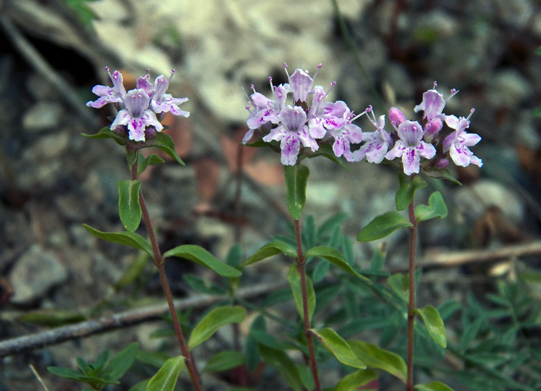 Изображение особи род Thymus.