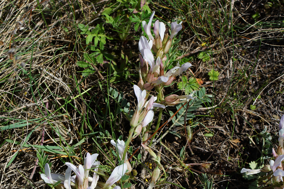 Изображение особи Astragalus megalanthus.