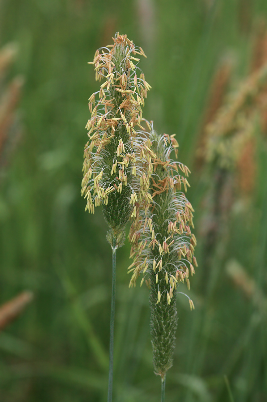 Image of Alopecurus arundinaceus specimen.