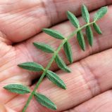 Astragalus dianthus