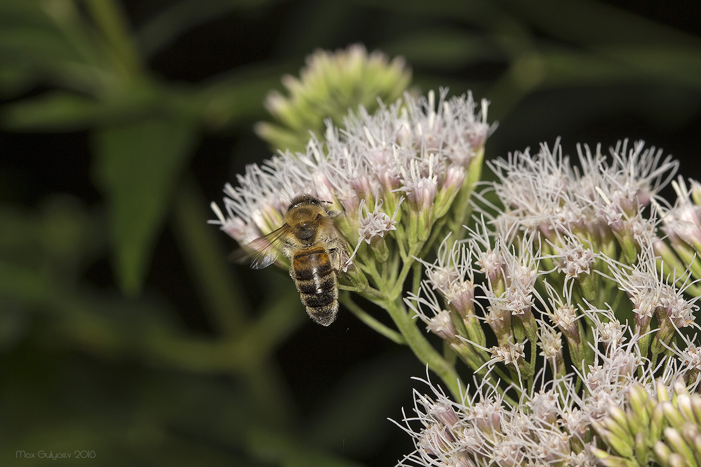 Image of Eupatorium cannabinum specimen.