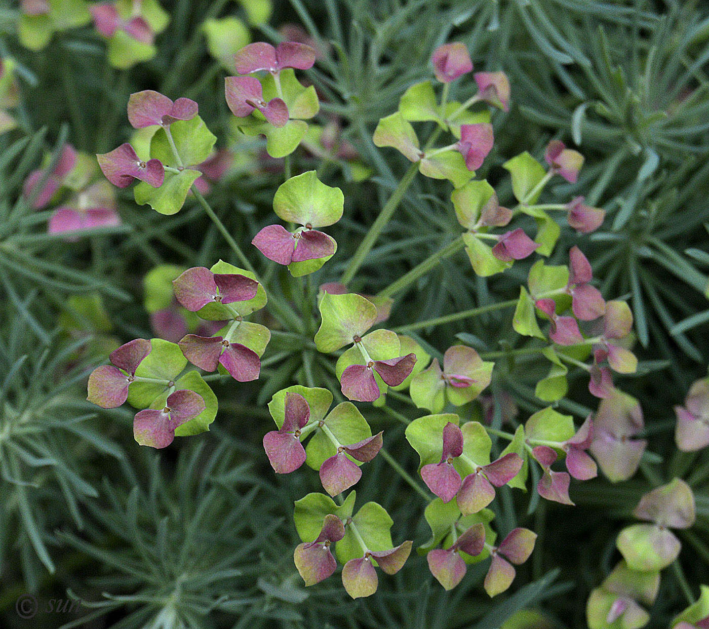 Изображение особи Euphorbia cyparissias.