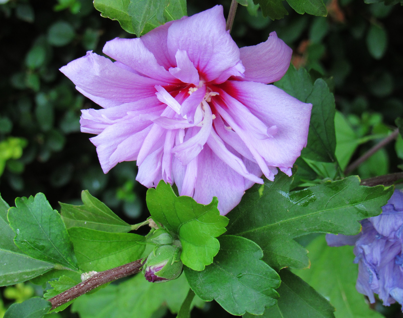 Image of Hibiscus syriacus specimen.