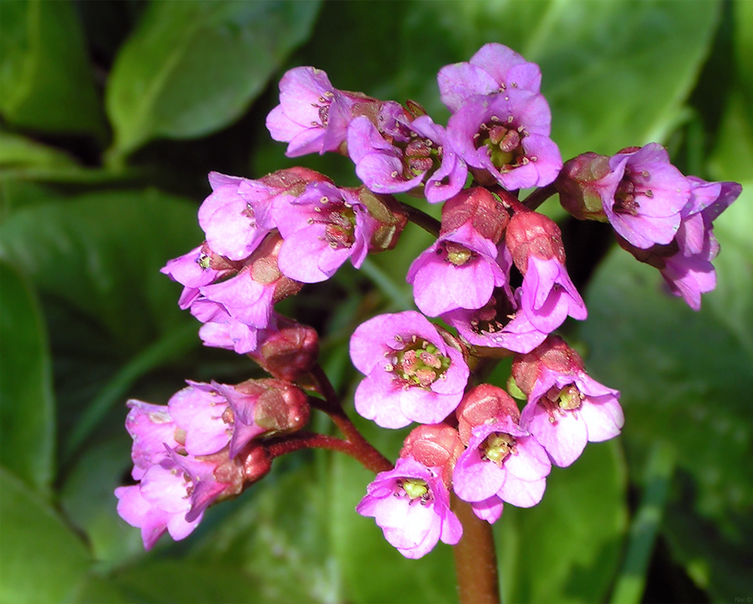 Image of Bergenia crassifolia specimen.