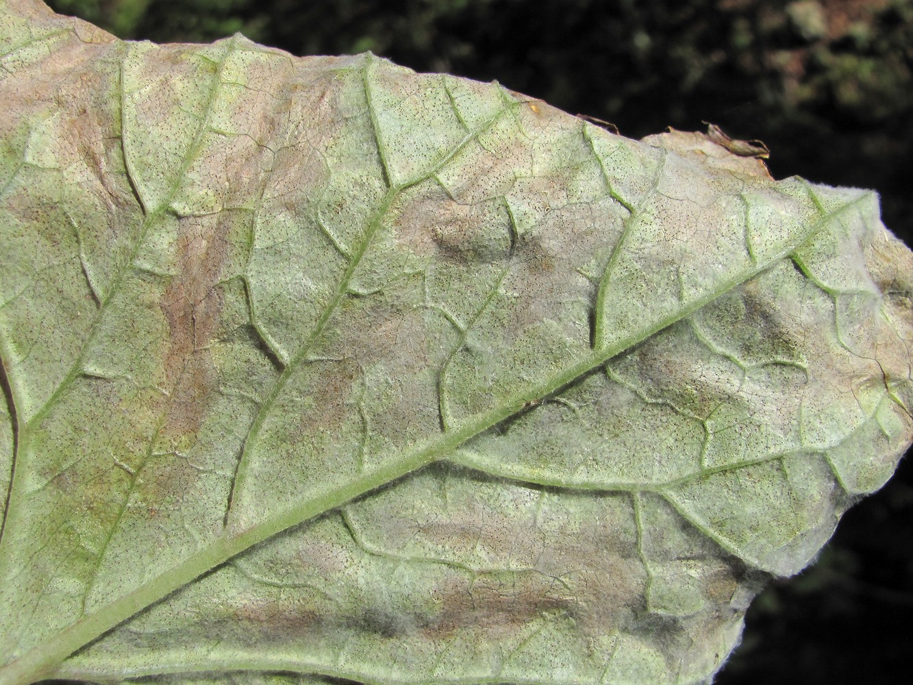 Image of Cicerbita petiolata specimen.