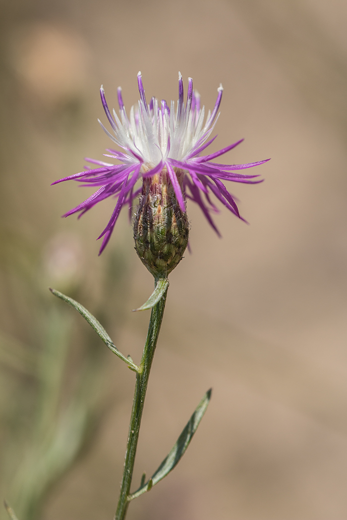 Изображение особи род Centaurea.