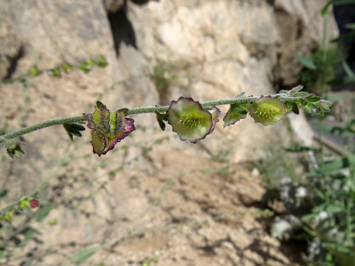 Image of Paracaryum himalayense specimen.