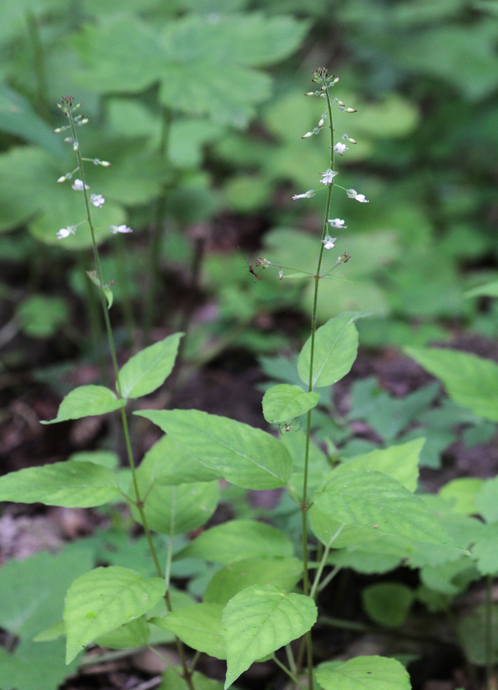 Image of Circaea lutetiana specimen.