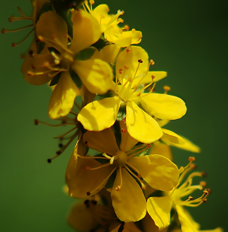 Изображение особи Agrimonia viscidula.