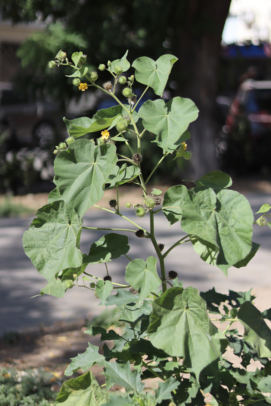 Image of Abutilon theophrasti specimen.