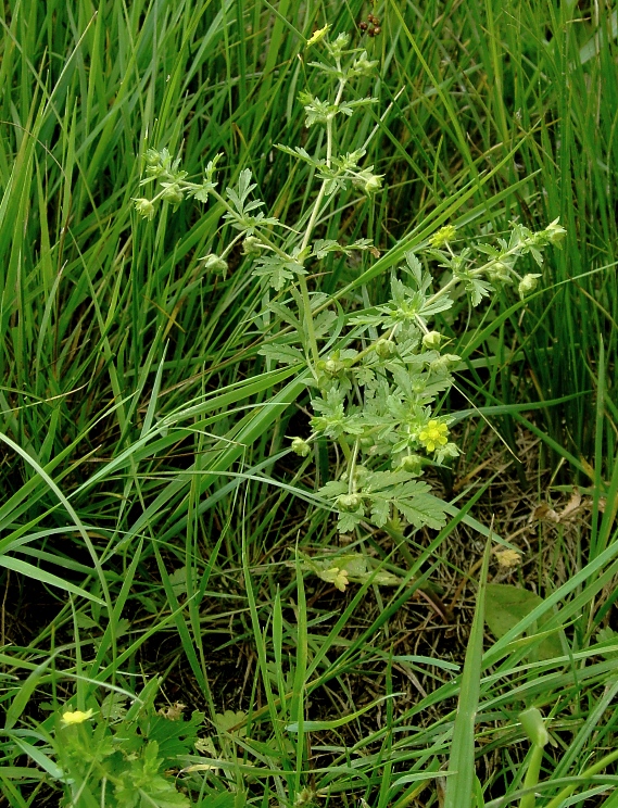 Image of Potentilla supina specimen.