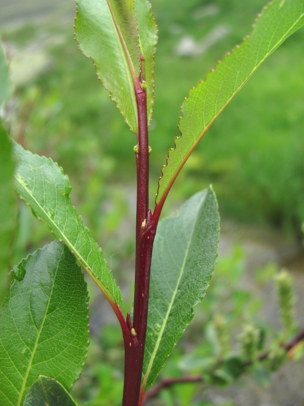 Image of Salix kazbekensis specimen.