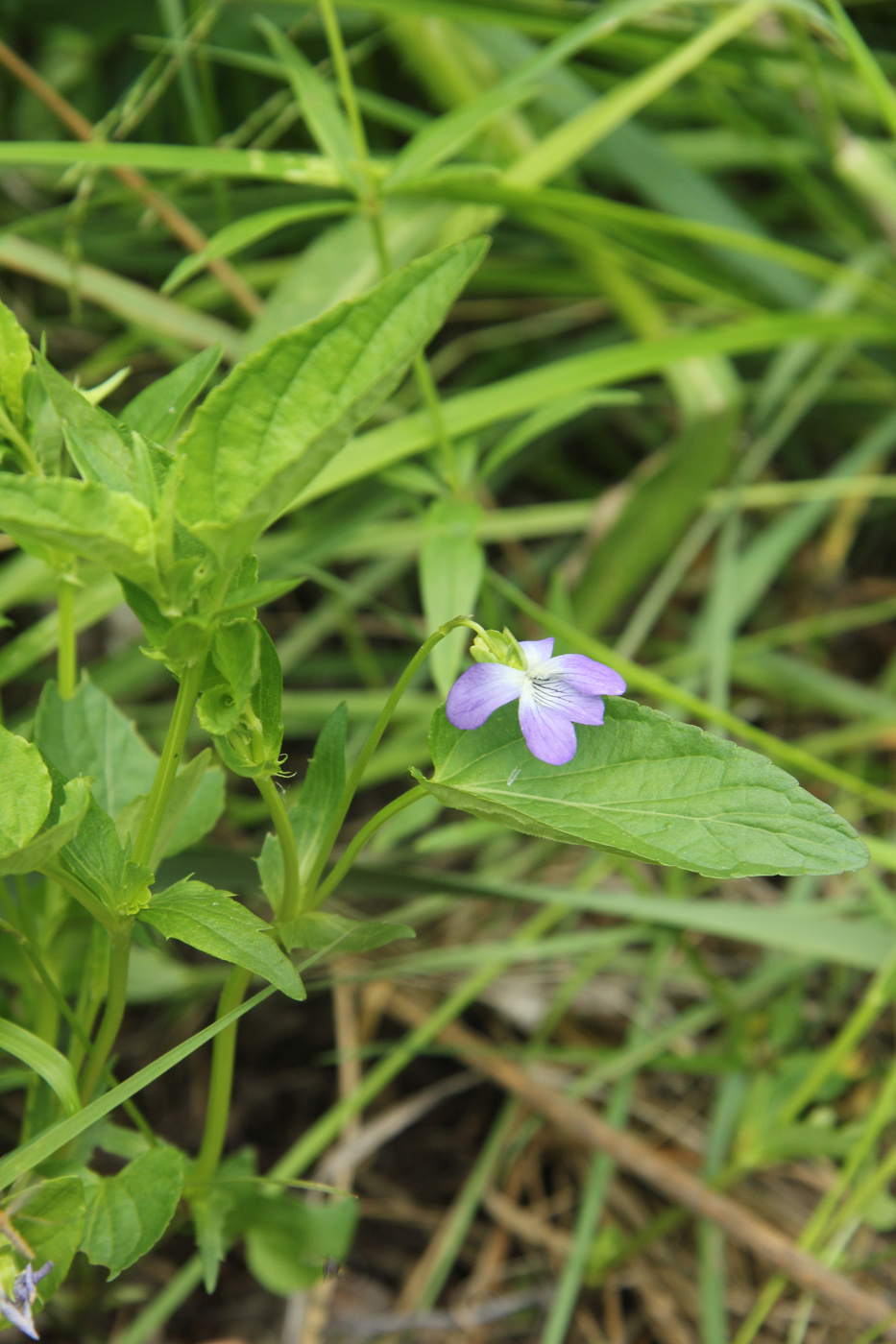 Изображение особи род Viola.