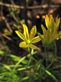 Gagea spathacea. Цветки. Нидерланды, провинция Drenthe, деревня Roden, парк на территории поместья (мызы). 13 апреля 2008 г.