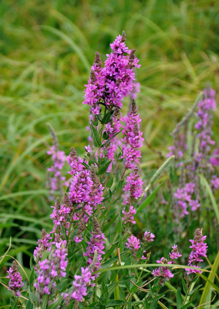 Изображение особи Lythrum salicaria.