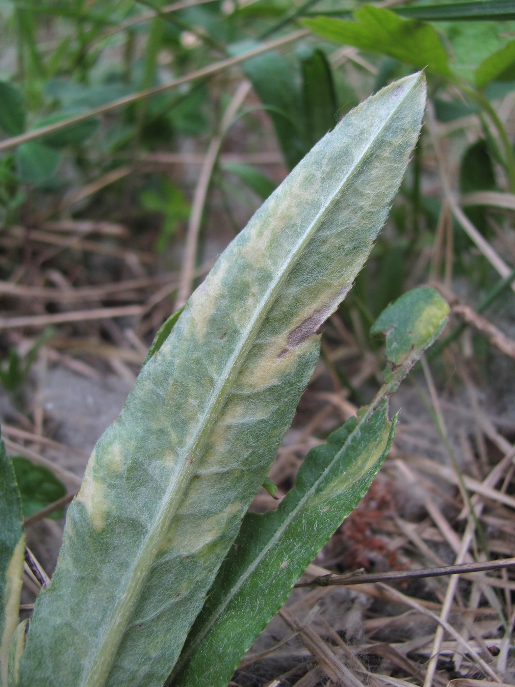 Изображение особи Cirsium setosum.