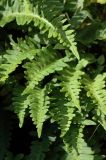 Polypodium sibiricum