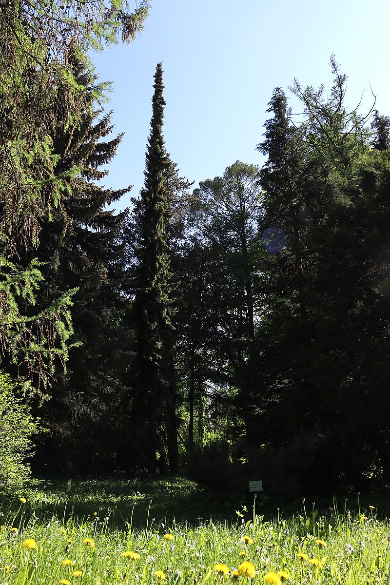 Image of Picea omorika specimen.