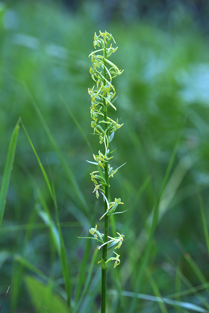 Image of Platanthera tipuloides specimen.