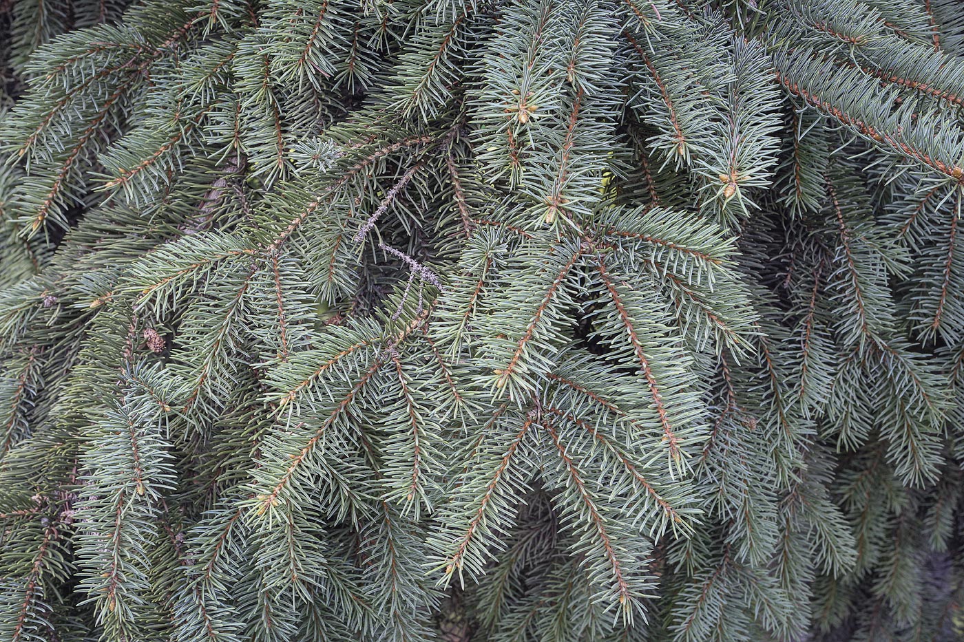 Image of Picea pungens f. glauca specimen.