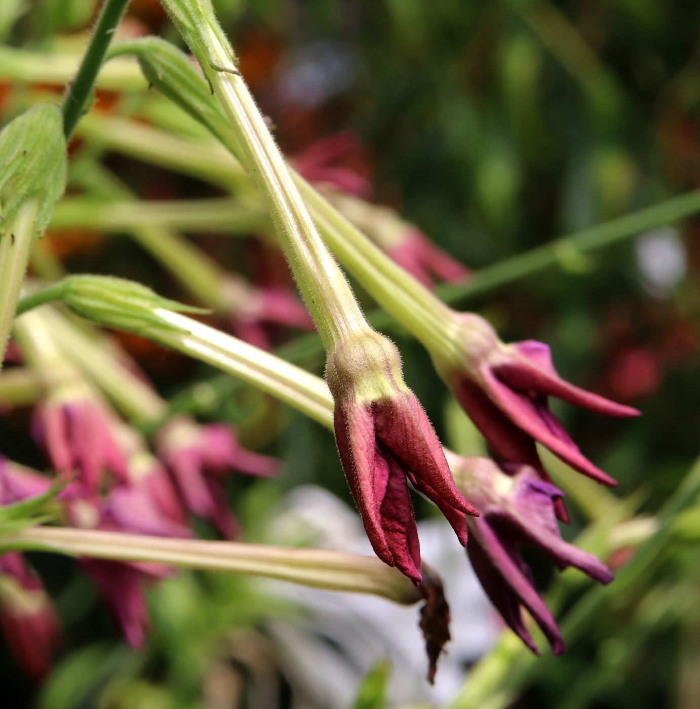 Image of Nicotiana alata specimen.