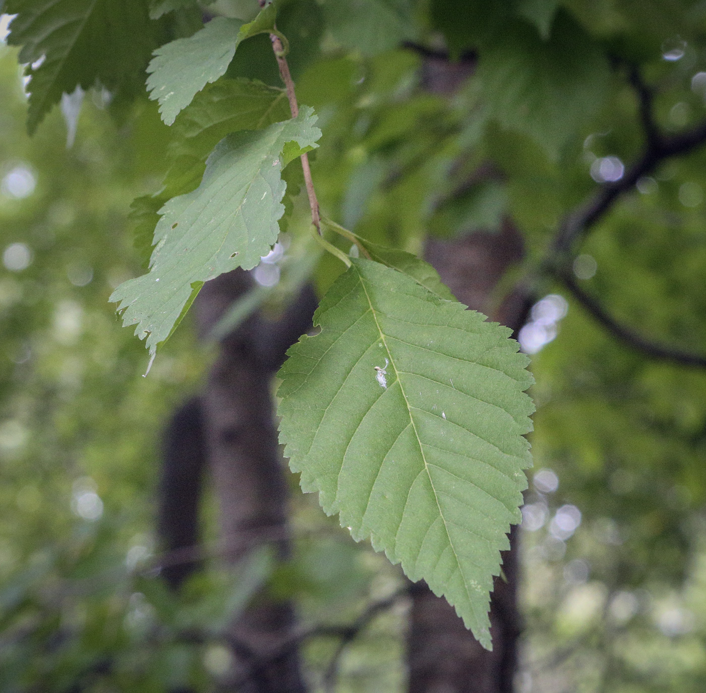 Image of genus Prunus specimen.