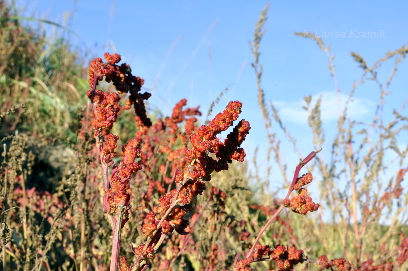 Image of genus Chenopodium specimen.