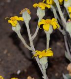 семейство Asteraceae. Верхушка соцветия. Испания, автономное сообщество Канарские о-ва, о-в Фуэртевентура, провинция Las Palmas, муниципалитет Pajara, пос. La Lajita, \"Оазис-Парк\", ботанический сад. 08.06.2019.