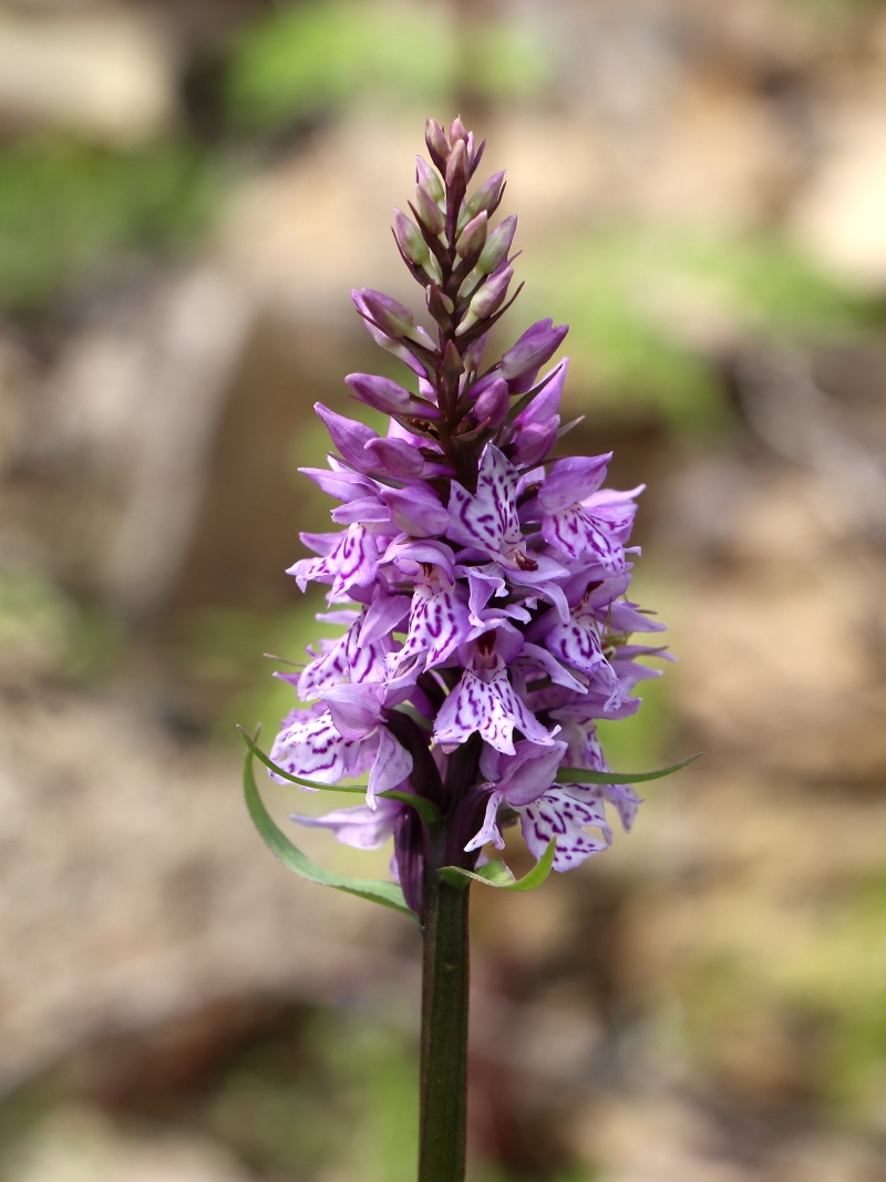 Image of Dactylorhiza fuchsii specimen.