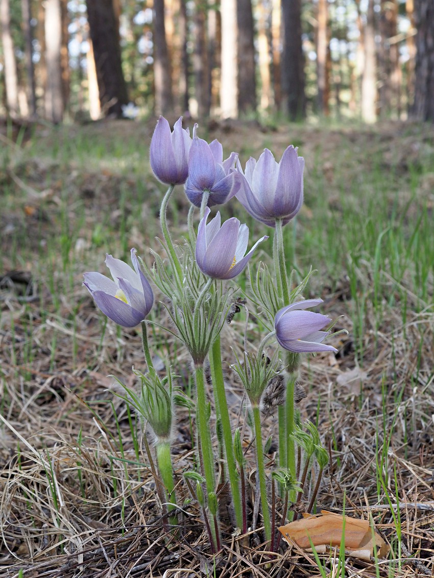 Изображение особи Pulsatilla patens.