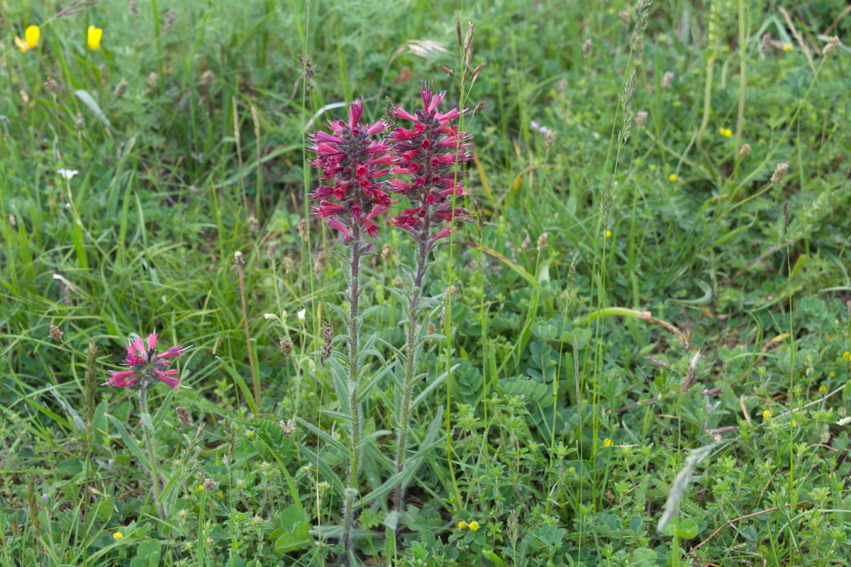 Image of Echium russicum specimen.