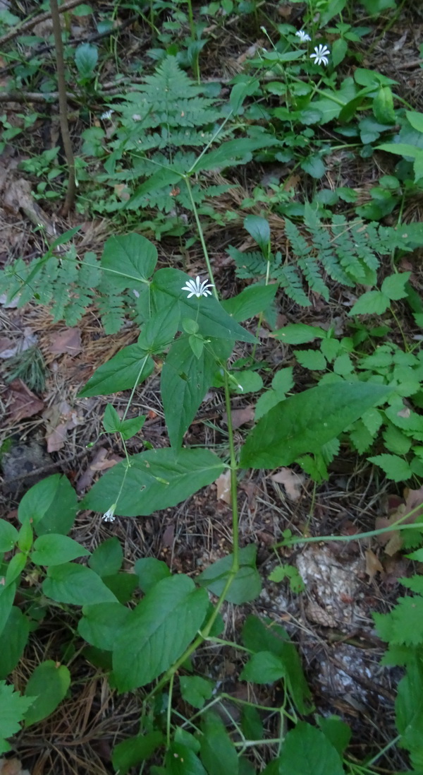 Image of Stellaria nemorum specimen.