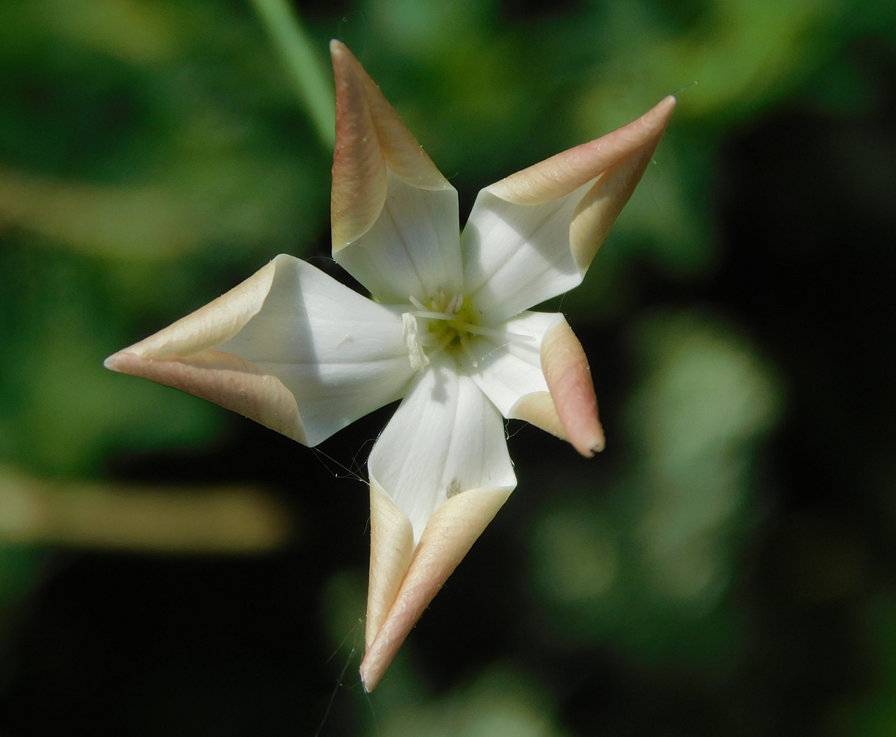 Изображение особи Dianthus lanceolatus.