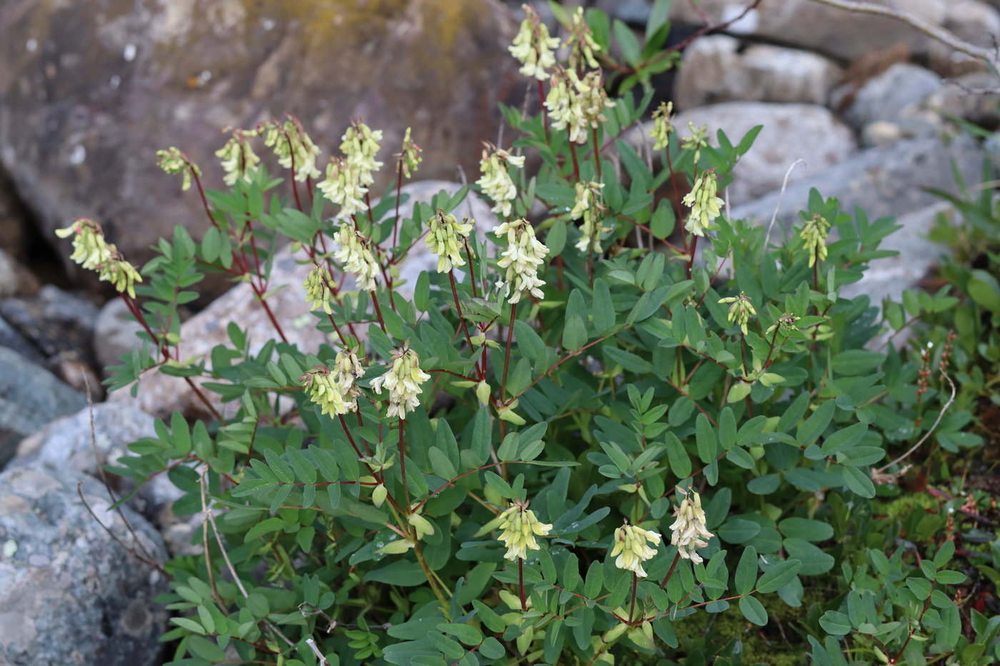 Image of Astragalus frigidus specimen.